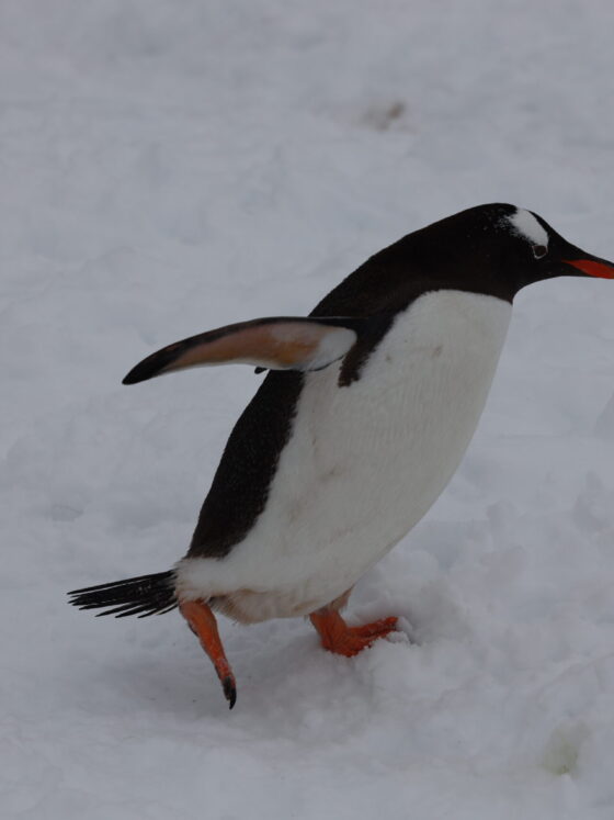 Traveling with friends vs. solo